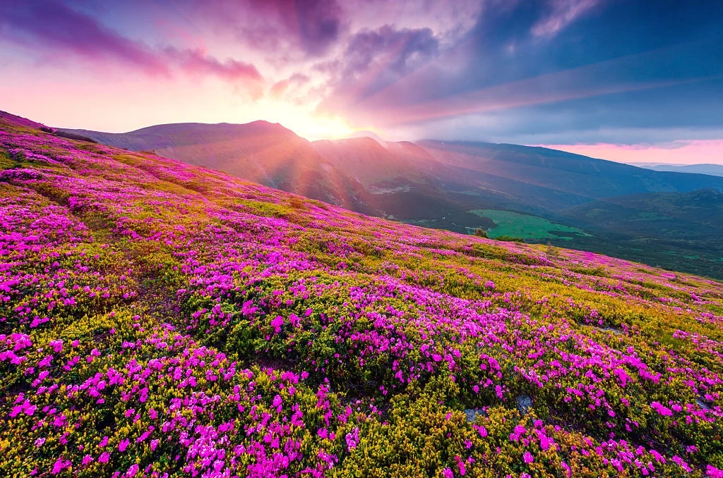 Plants outlet store -Plants outlet store 3456