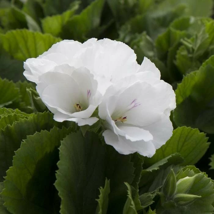 Pelargonium Don Palido (PBR) | 12cm Pot 3 Pelargonium Don Palido (PBR) | 12cm Pot