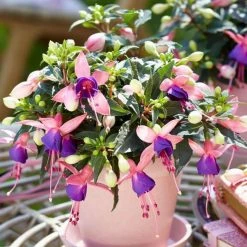 Fuchsia Mariska ('Bf01') (PBR) (Bella Series) | 10.5cm Pot