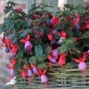 Fuchsia Sarah (Bella Series) (PBR) | 10.5cm Pot 2 Fuchsia Sarah (Bella Series) (PBR) | 10.5cm Pot -Plants outlet store BP30000613 fcc9