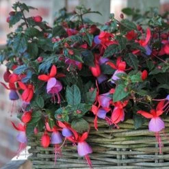 Fuchsia Sarah (Bella Series) (PBR) | 10.5cm Pot