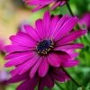 Osteospermum Sunny Mary (Sunny Series) | 10.5cm Pot 1 Osteospermum Sunny Mary (Sunny Series) | 10.5cm Pot -Plants outlet store BP30000617 af34