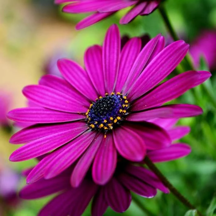 Osteospermum Sunny Mary (Sunny Series) | 10.5cm Pot 3 Osteospermum Sunny Mary (Sunny Series) | 10.5cm Pot