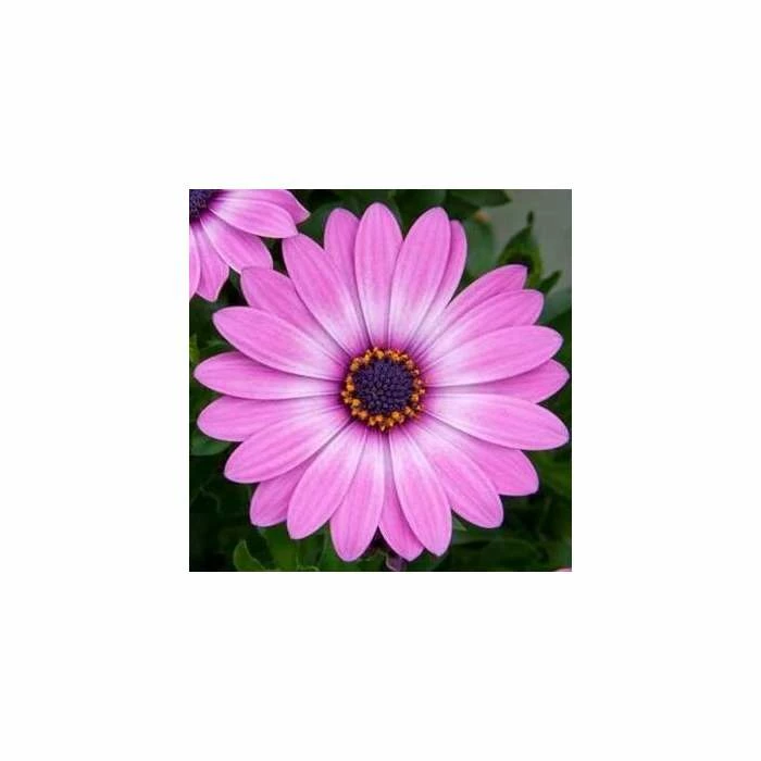 Osteospermum Lavender Pink ('14') | 10.5cm Pot 3 Osteospermum Lavender Pink ('14') | 10.5cm Pot