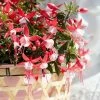 Fuchsia Evita (PBR) (Bella Series) | 10.5cm Pot -Plants outlet store BP30000621 c774