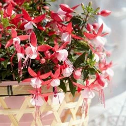 Fuchsia Evita (PBR) (Bella Series) | 10.5cm Pot