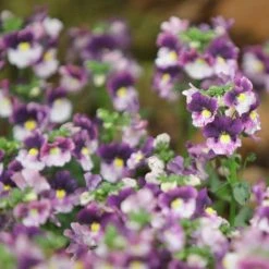 Nemesia Berries And Cream ('Fleurbac') (PBR) | 9cm Pot