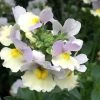 Nemesia Easter Bonnet (French Connection Series) | 9cm Pot -Plants outlet store BP30000625 c478