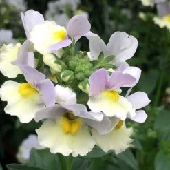 Nemesia Easter Bonnet (French Connection Series) | 9cm Pot