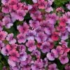 Nemesia Framboise ('Fleurfram') (PBR) | 9cm Pot 2 Nemesia Framboise ('Fleurfram') (PBR) | 9cm Pot -Plants outlet store BP30000626 51ad