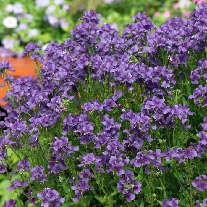 Nemesia Myrtille ('Fleurmyr') (PBR) | 9cm Pot 3 Nemesia Myrtille ('Fleurmyr') (PBR) | 9cm Pot