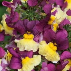 Nemesia Aroma Rhubarb And Custard (Aroma Series) | 9cm Pot