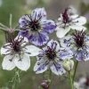 Nigella Papillosa Delft Blue | 60 Seedlings -Plants outlet store BP30000639 7ae9