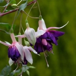 Fuchsia Royal Mosaic (California Dreamers Series) | 9cm Pot