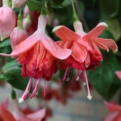Fuchsia Bicentennial | 9cm Pot