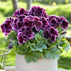 Pelargonium Elegance Imperial (Elegance Series) | 10.5cm Pot