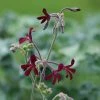 Pelargonium Sidoides | 9cm Pot 2 Pelargonium Sidoides | 9cm Pot -Plants outlet store BP30000675 580d