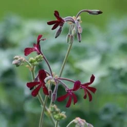 Pelargonium Sidoides | 9cm Pot