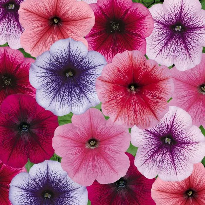 Petunia Frenzy Reflection Mix (Frenzy Series) | 60 Seedlings 3 Petunia Frenzy Reflection Mix (Frenzy Series) | 60 Seedlings