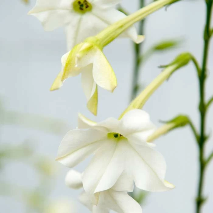 Nicotiana Alata | 60 Seedlings 3 Nicotiana Alata | 60 Seedlings