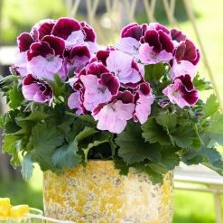 Pelargonium Elegance Jeanette (Elegance Series) | 10.5cm Pot