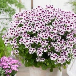 Pelargonium Mosquitaway Lizzy ('Floang01') (Mosquitaway Series) | 10.5cm Pot