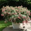Fuchsia Celia Smedley | 9cm Pot 1 Fuchsia Celia Smedley | 9cm Pot -Plants outlet store BP30000717 37b3