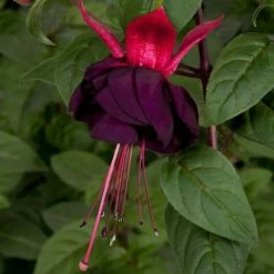 Fuchsia New Millennium | 9cm Pot