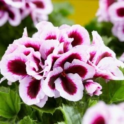 Pelargonium Patricia | 10.5cm Pot