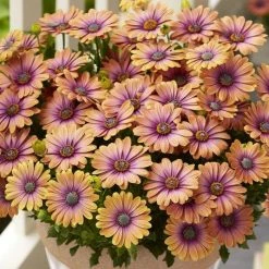 Osteospermum Serenity Pink Eyed Beauty ('Balostroseye') (Serenity Series) | 10.5cm Pot