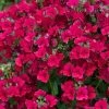 Nemesia Nesia Burgundy (Nesia Series) | 9cm Pot 1 Nemesia Nesia Burgundy (Nesia Series) | 9cm Pot -Plants outlet store BP30000782 bf40