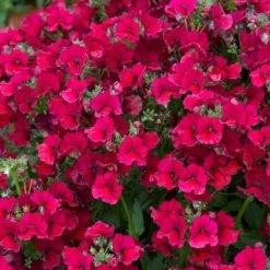 Nemesia Nesia Burgundy (Nesia Series) | 9cm Pot