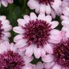 Osteospermum 3D Berry White ('Kleoe11185') (3D Series) | 9cm Pot -Plants outlet store BP30000786 cda5