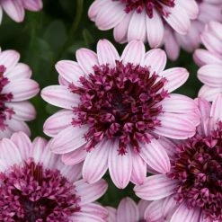 Osteospermum 3D Berry White ('Kleoe11185') (3D Series) | 9cm Pot