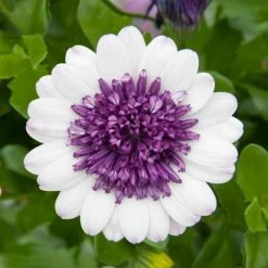 Osteospermum 3D Blueberry Shake ('Kleoe18048') (3D Series) | 9cm Pot