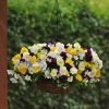 Pansy Cool Wave - Easyplanter For Hanging Baskets & Patio Pots |