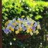 Pastel Pansies - Easyplanter For Hanging Baskets & Patio Pots | 2 Pastel Pansies - Easyplanter For Hanging Baskets & Patio Pots | -Plants outlet store BP30001179 5109
