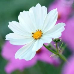 Cosmos Bipinnatus Purity | 60 Seedlings