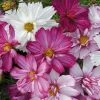 Cosmos Bipinnatus Razzmatazz Series | 60 Seedlings -Plants outlet store BP30001266 4d1a