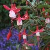 Fuchsia Madame Cornélissen | 9cm Pot -Plants outlet store BP30001559 1da3