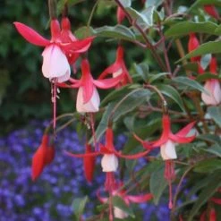 Fuchsia Madame Cornélissen | 9cm Pot