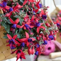 Fuchsia Bella Sacha ('Bf07') (PBR) (Bella Series) | 9cm Pot