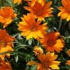 Gazania Daybreak Bright Orange (Daybreak Series) | 5 Jumbo Seedlings -Plants outlet store BP30001603 c296