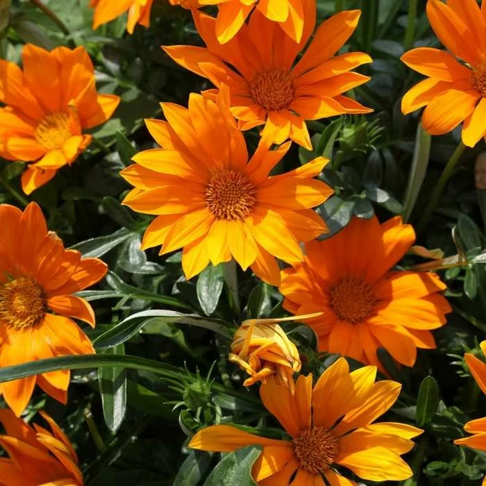 Gazania Daybreak Bright Orange (Daybreak Series) | 5 Jumbo Seedlings 3 Gazania Daybreak Bright Orange (Daybreak Series) | 5 Jumbo Seedlings