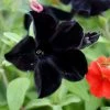 Petunia Black Velvet ('Balpevac') (PBR) | 5 Rooted Cuttings 2 Petunia Black Velvet ('Balpevac') (PBR) | 5 Rooted Cuttings -Plants outlet store BP30001625 d9d5