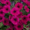 Petunia Multiflora Shock Wave Deep Purple ('Pas933531') | 5 Jumbo Seedlings -Plants outlet store BP30001626 587e