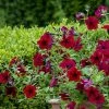 Petunia Tidal Wave Red Velour ('Pas1085269') (Tidal Wave Series) | 5 Jumbo Seedlings -Plants outlet store BP30001629 7ff7