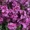 Erysimum ( Wallflower ) Sugar Rush Purple Bicolour | 5 Jumbo Seedlings 1 Erysimum ( Wallflower ) Sugar Rush Purple Bicolour | 5 Jumbo Seedlings -Plants outlet store BP30001722 cdb8