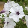 Petunia Tidal Wave Silver (Tidal Wave Series) | 60 Seedlings -Plants outlet store BP30001762 bae1