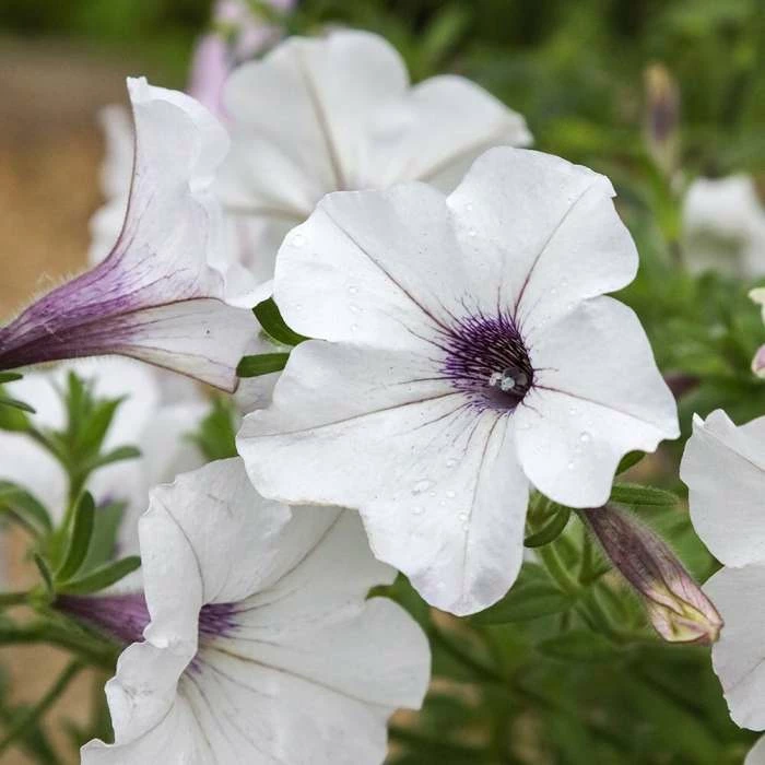 Petunia Tidal Wave Silver (Tidal Wave Series) | 60 Seedlings 3 Petunia Tidal Wave Silver (Tidal Wave Series) | 60 Seedlings